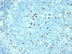 CD57 Antibody (SPM527), Novus Biologicals 0.2mg; Unlabeled:Antibodies,